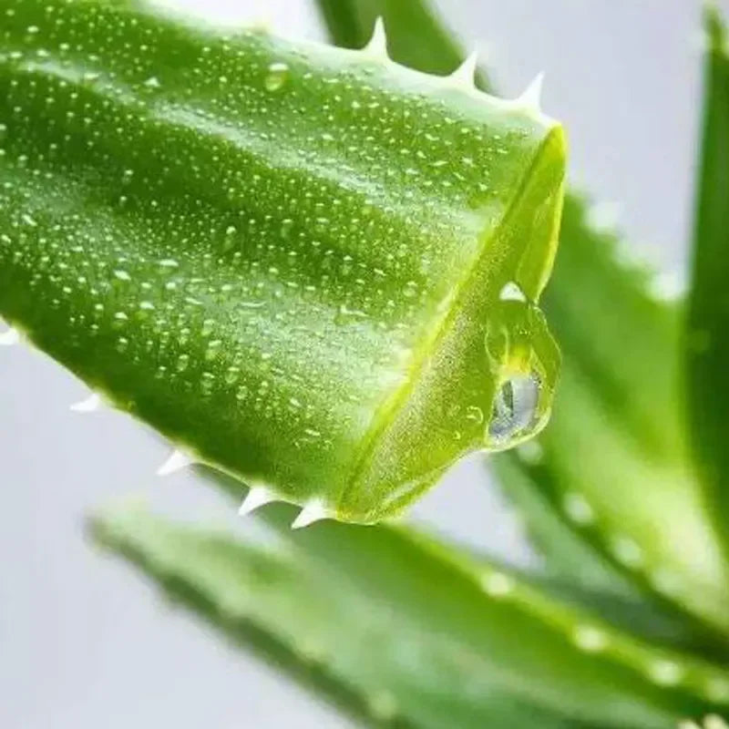 SilkTouch™ Cold Wax Strips